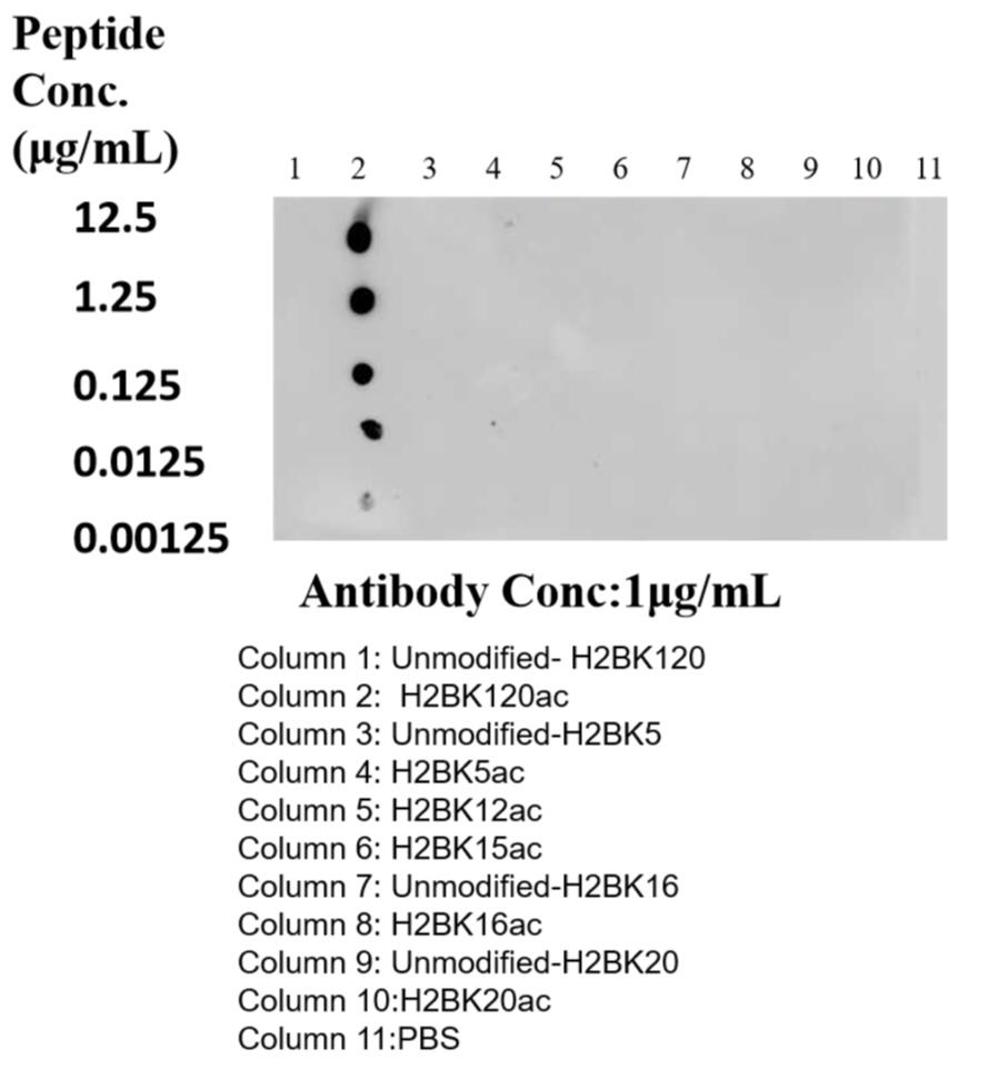 Dot Blot experiment of peptide using Acetyl-Histone H2B (Lys120) Recombinant antibody (84551-1-RR)